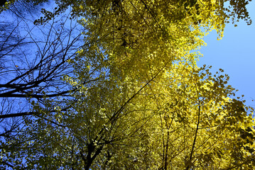 Gingko rees with yellow leaves and blue sky