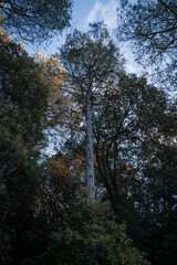 Upward View of Pine Tree in Shadow with Partially Cloudy Sky