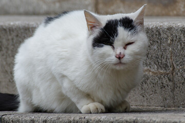 東京六本木4丁目の街のネコ