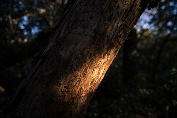 Forest Texture: Close-up of Tree Trunk and Bark in the Shade, Bathed in Gentle Sunlight