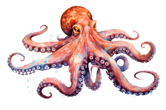 Octopus watercolor hand drawn illustration isolated on white background