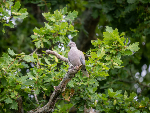 Collard Dove Perched in an Oak Tree