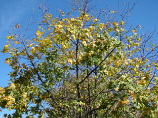 Looking up at treetops decorated with autumn colors against a clear blue sky.