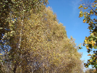 An amazing landscape of a birch grove in a golden outfit of warm autumn on the background of a clear blue sky.