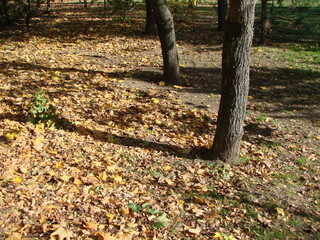 A landscape of a soft fluffy carpet of fallen leaves at the foot of forest trees under the bright rays of a warm autumn sun.