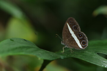 butterfly on leaf