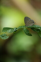 butterfly on a leaf