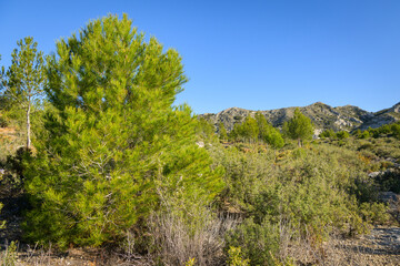 A pine tree in the morning in the Alpilles