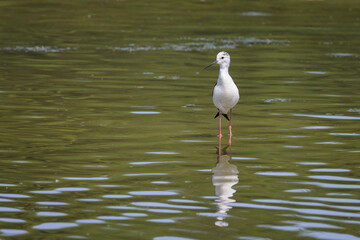 A black winged stilt walking in water on a sunny day