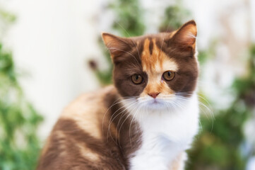 Naklejka na ściany i meble Porträt einer jungen Britisch Kurzhaar Katze
