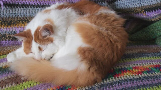 An old white-red, long-haired cat sleeps covering his nose with his paw. Your pet is breathing heavily while sleeping.