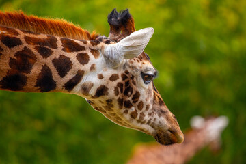 Graceful Giraffe (Giraffa camelopardalis) spotted outdoors