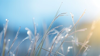 plant grass blue morning close illustration season beautiful, natural outdoor, up flower plant grass blue morning close