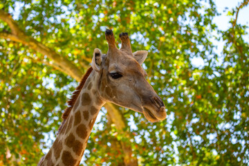 Graceful Giraffe (Giraffa camelopardalis) spotted outdoors