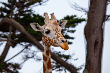 Graceful Giraffe (Giraffa camelopardalis) spotted outdoors