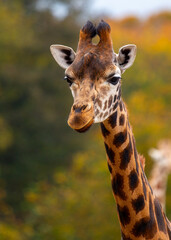 Graceful Giraffe (Giraffa camelopardalis) spotted outdoors