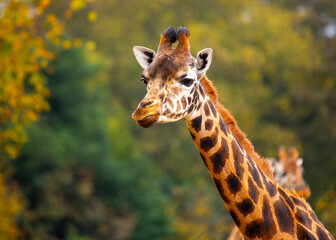 Graceful Giraffe (Giraffa camelopardalis) spotted outdoors