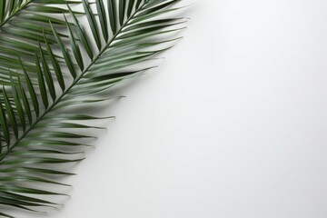 Fototapeta premium White Elegance A Serene Flat Lay of Isolated Palm Branches