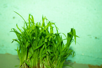 Green sprouts of millet grass in a pot on a green background