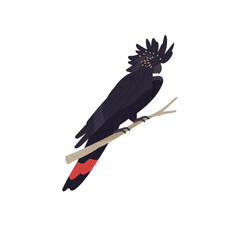 Banksian, red tailed black cockatoo sitting on branch. Tropical parrot with fluffed crest. Exotic bird, australian wild animal. Feathered pet. Flat isolated vector illustration on white background