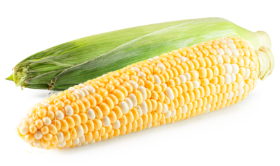 corn cob isolated on the white background. Clipping path