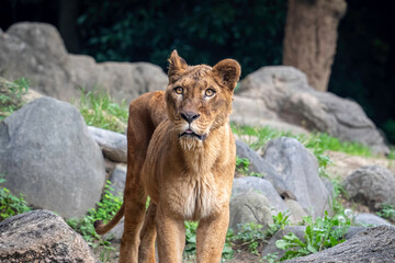 高齢の雌ライオン
