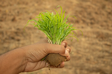 Farmer holding young green grass seedling in hand, agriculture concept