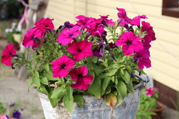 pink flowers in pots