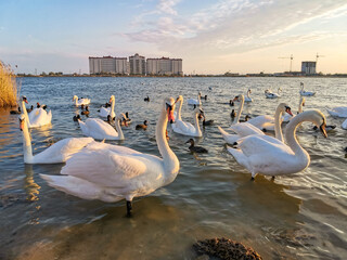 Swan Lake in the Crimea at sunset. The city of Yevpatoria, Crimean Peninsula. Swans near the shore...