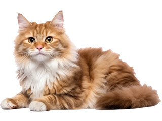 Obraz premium cat isolated on transparent background