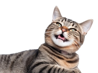 cat isolated on transparent background