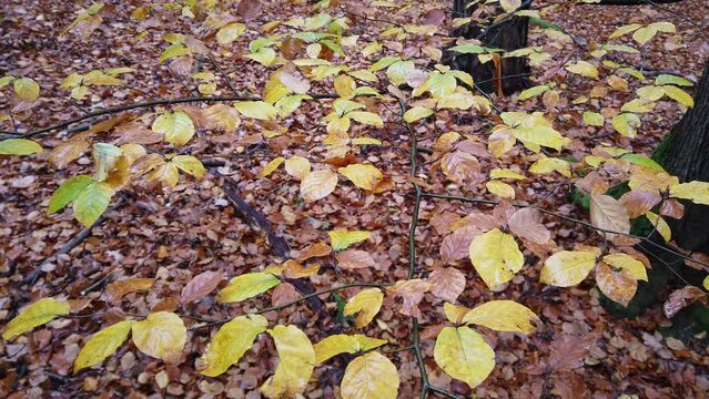 Zweig mit Herbstlaub über Waldboden, bunte Buchenblätter, slidershot