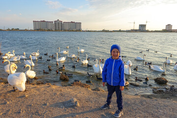 A boy feeds white swans on a pond. Swan Lake in the Crimea at sunset. The city of Yevpatoria,...