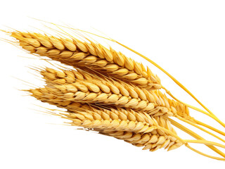 wheat ears  isolated on transparent background