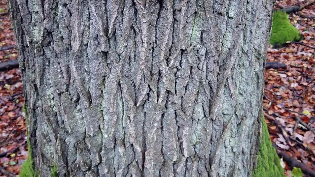 Knorrige Rinde eines alten Eichenbaumes, Quercus, slidershot