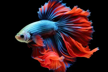 Fototapeten Colourful fighting Siamese fish © reddish