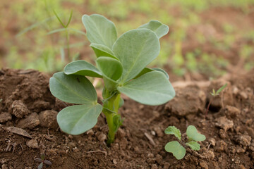 Broad bean seedlings growing in the soil. Agricultural field.
