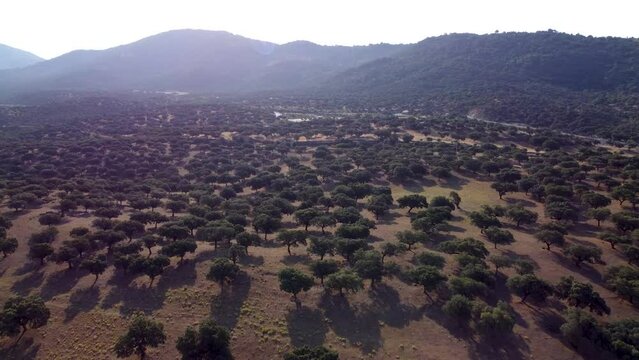 An aerial view of the amazing Dehesa de Extremadura is what we found at Extremadura region outdoors, grassfields, lagoons, oaks and lot of cow cutle in the farmland fields of Spain countryside,