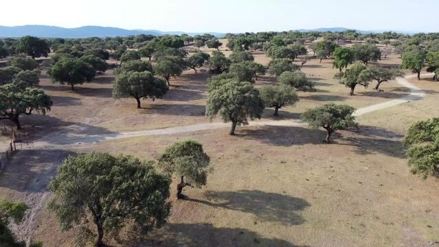 An aerial view of the amazing Dehesa de Extremadura is what we found at Extremadura region outdoors, grassfields, lagoons, oaks and lot of cow cutle in the farmland fields of Spain countryside,