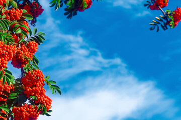 Bunches of red rowan against blue sky. Background with copy space. Rowan berries. Autumn mood.