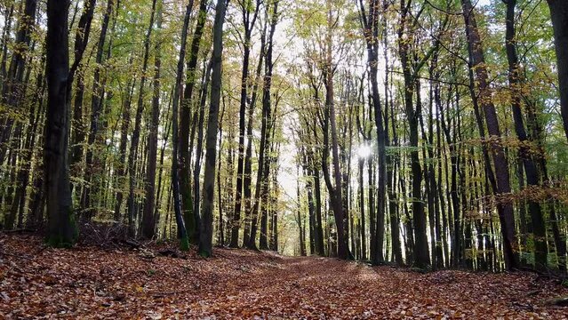 Herbstwald mit Sonnenstrahlen und Herbstlaub, Laubwald, slidershot