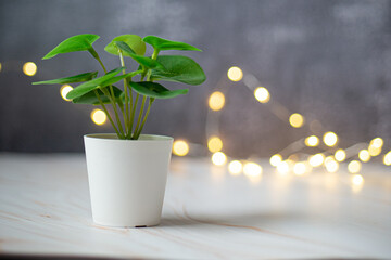 Petite plante verte sur un meuble avec un fond en bokeh de lumière pour fond et arrière-plan
