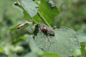 A weird dead insect body of a, Broad headed bug on top of a Caesar weed leaf