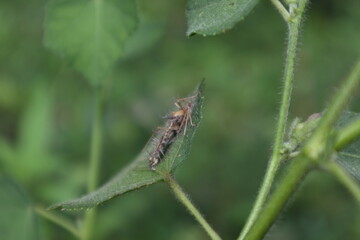 Side view of a weirdly shaped, dead Broad head bug insect on top of a leaf
