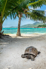 Giant Tortoise on the beach at Curieuse island, Seychelles - obrazy, fototapety, plakaty