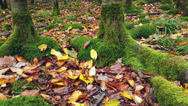 Bemooste Laubbäume im Herbstwald, slidershot