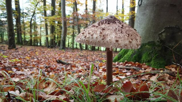 Parasolpilz, Riesenschirmling im Herbstwald, slidershot