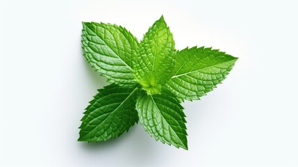 Organic Spearmint Leaf on White Background
