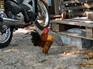 Beautiful rooster