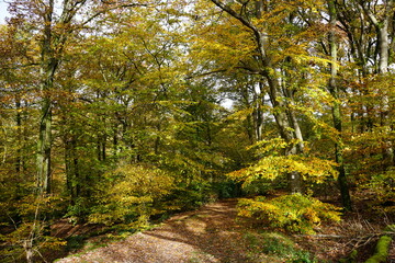 Laub auf Waldweg im Saarland im Herbst. Gelbe Blätter. Reisen in der Natur
